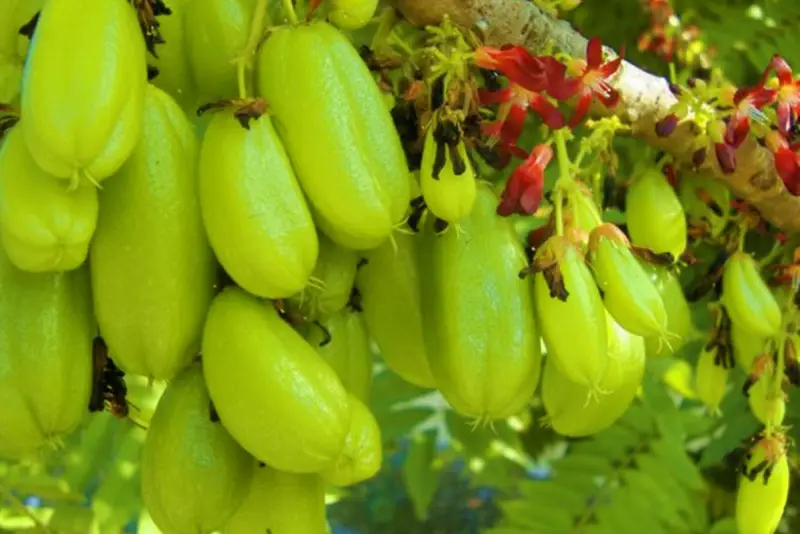 Belimbing sayur menempel di batang pohon.