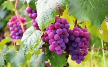 Buah anggur menggantung di pohonnya