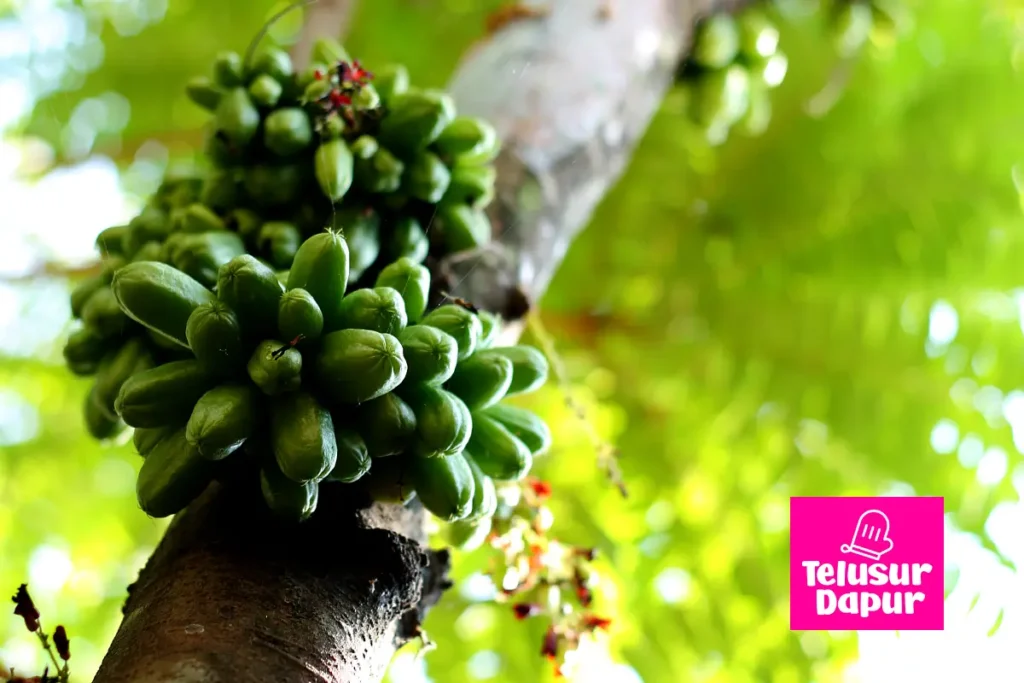 Belimbing sayur atau belimbing wuluh bergelantungan di pohon
