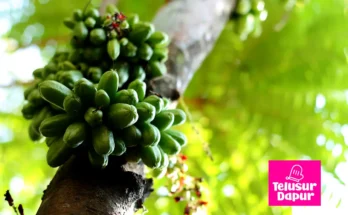 Belimbing sayur atau belimbing wuluh bergelantungan di pohon