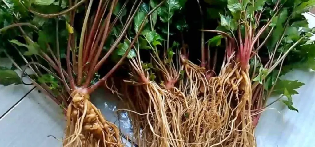 Tanaman purwaceng yang sudah dicabut memperlihatkan bagian akarnya.