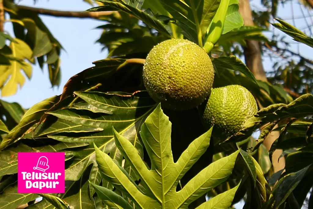 Buah sukun yang masih menggantung di pohon sukun.