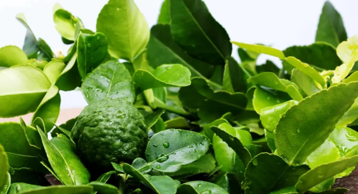 Daun jeruk segar dan huah jeruk purut